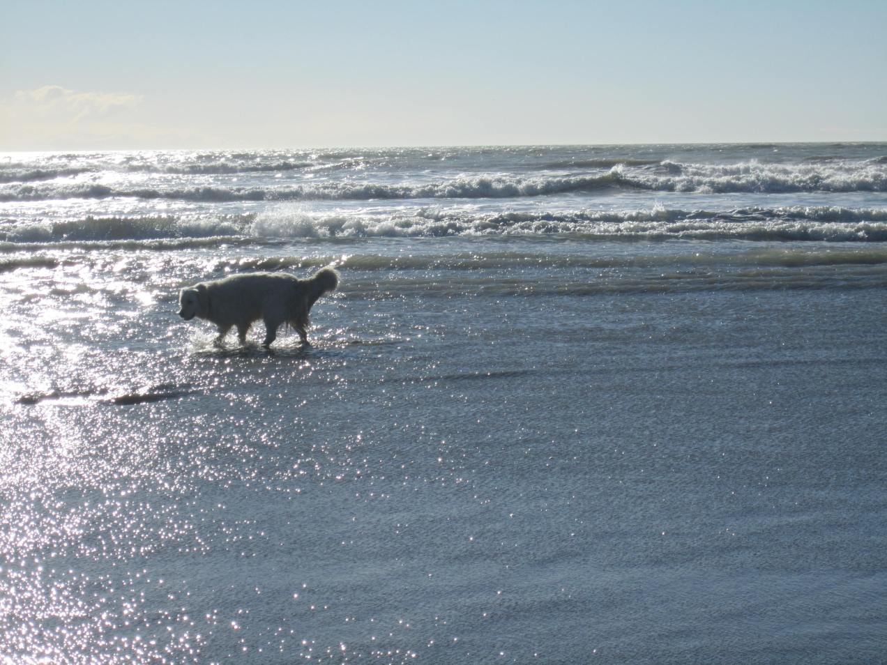 Dog at Sumner Beach